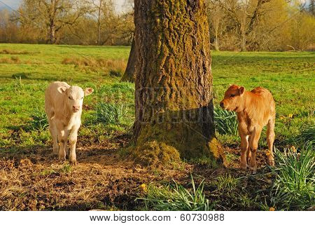 Piedmontese Cross
