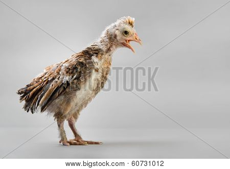 Chick