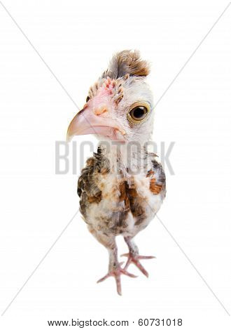 Nestling