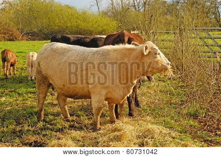 Piedmontese Cross