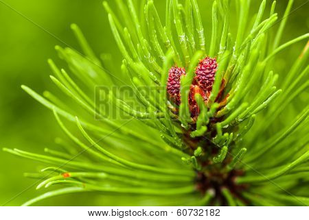 Branch Of Needles Pine