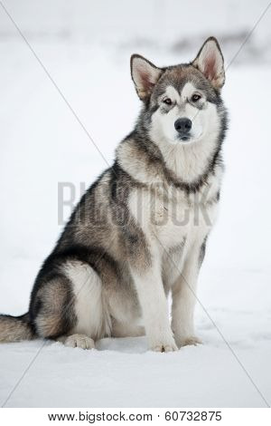 Cute Puppy Malamute