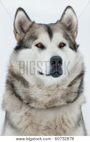 Alaskan Malamute Sitting And Looking Into The Distance