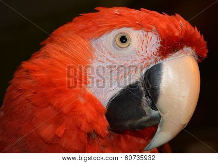 Red Pretty Macaw
