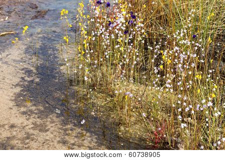 Eriocaulon Smitinandii Mold.flower (eriocaulaceae)