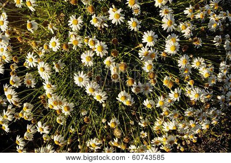 Camomilla Daisy Flowers