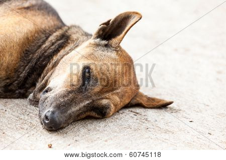 Dog Looking