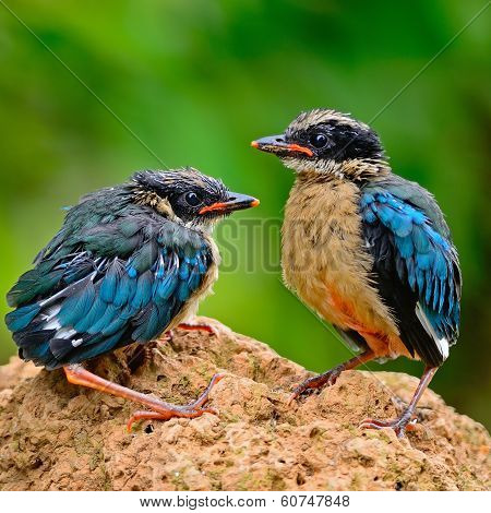 Juvenile Blue-winged Pitta
