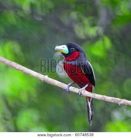 Black-and-red Broadbill