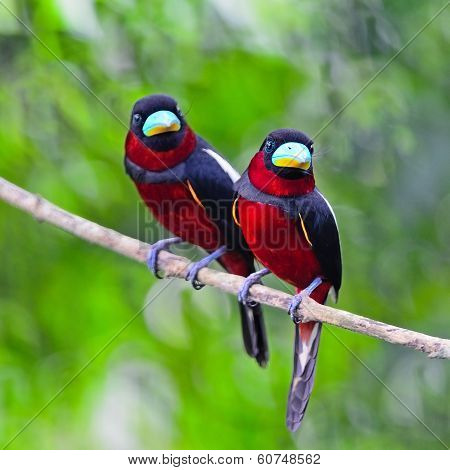 Black-and-red Broadbill