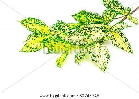 Dracaena