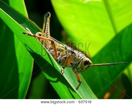 Lubber