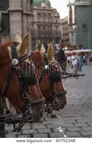 Horses In Vienna