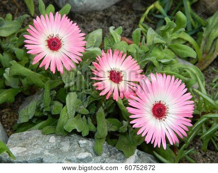 Mesembryanthemum