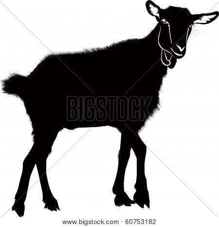 Goat kids animals isolated
