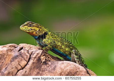 Male Iguana On A Branch