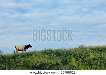 Cow on slope of green grass on background of blue sky
