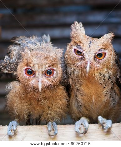 Philippine Eagle-Owl