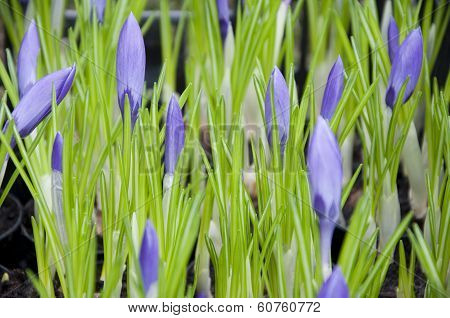 Crocus