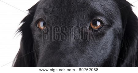 Dogs Eyes