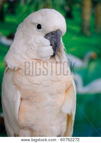 Salmon-crested Cockatoo (cacatua Moluccensis)
