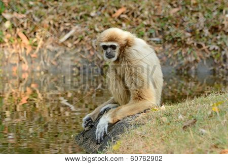 White-handed Gibbon (hylobates Lar)