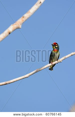Coppersmith Barbet