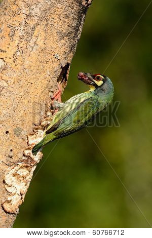 Coppersmith Barbet