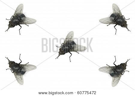 House fly