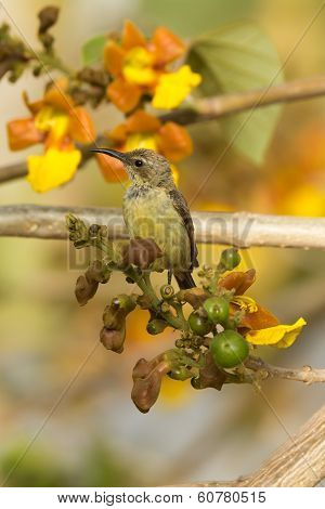 Female Beautiful Sunbird Perched In A Blossoming Tree