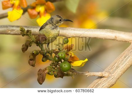 Female Beautiful Sunbird Perched In A Blossoming Tree
