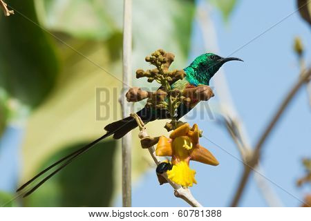 Male Beautiful Sunbird Perched Behind Flowers