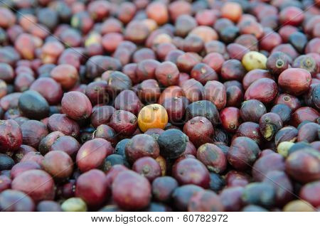 red coffee berries
