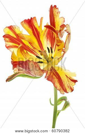Tulip