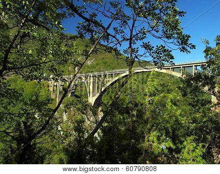 Juniper Shrub With Fruit For A Well-known Bridge Durdevica Tara In The Mountains, In The North Of Mo