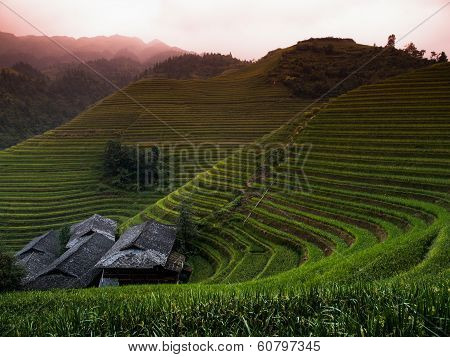 Green Rice Terraces