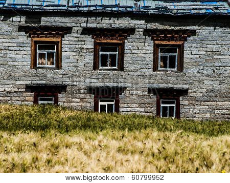 Tibetan House and grain field
