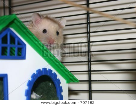 Shy Hamster, Gregg