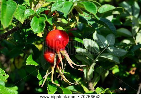 Ripe Fruit Rosehip