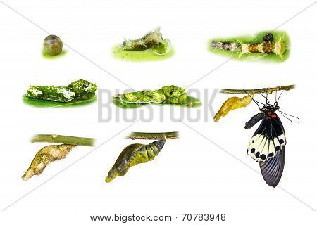 Life Cycle Of Great Mormon Butterfly
