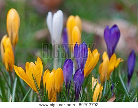 Spring Crocuses