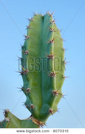 Cactus (cereus Peruvianus)