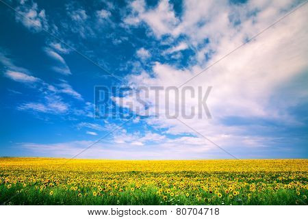 sunflower with blue sky and beautiful sun / sunflower