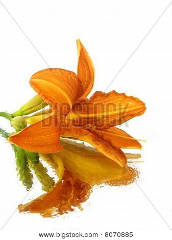 オレンジ色の花