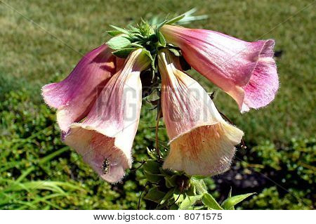 Foxglove egy rovar
