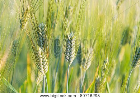 Wheat