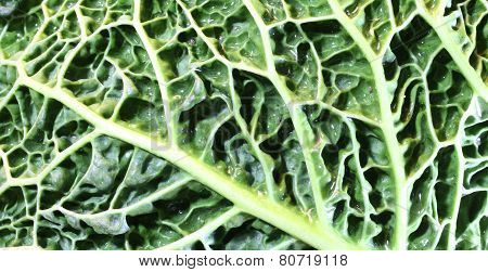 Leaf Veins Of Green Cabbage With Many Embossed Ripples