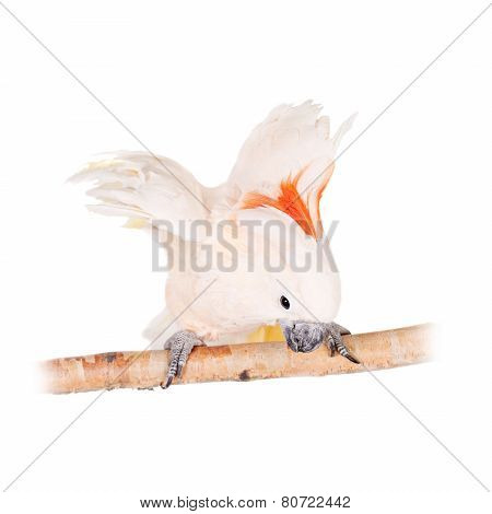The salmon-crested cockatoo on white