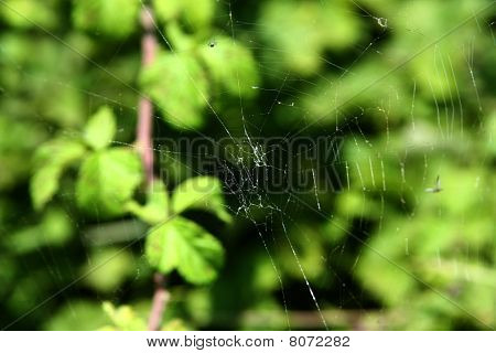 Spiderweb