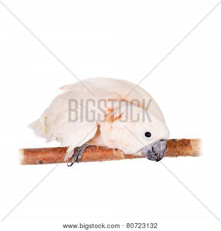 The salmon-crested cockatoo on white